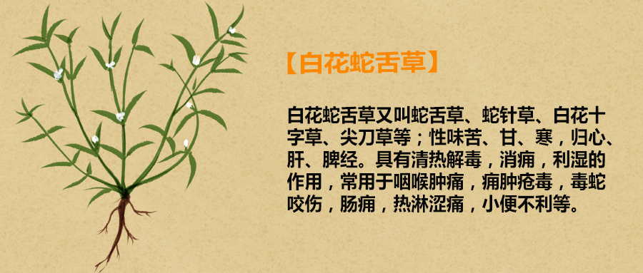 四川治疗肿瘤好的中医丨白花蛇舌草抗肿瘤有多强？成都普济中医详解